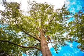 Best Stump Grinding and Removal  in Bayonne, NJ